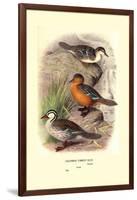 Colombian Torrent Ducks-Henrick Gronvold-Framed Art Print