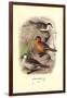 Colombian Torrent Ducks-Henrick Gronvold-Framed Art Print