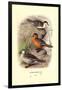 Colombian Torrent Ducks-Henrick Gronvold-Framed Art Print