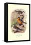 Colombian Torrent Ducks-Henrick Gronvold-Framed Stretched Canvas