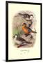 Colombian Torrent Ducks-Henrick Gronvold-Framed Art Print