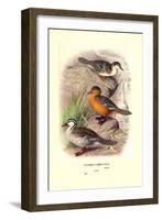 Colombian Torrent Ducks-Henrick Gronvold-Framed Art Print