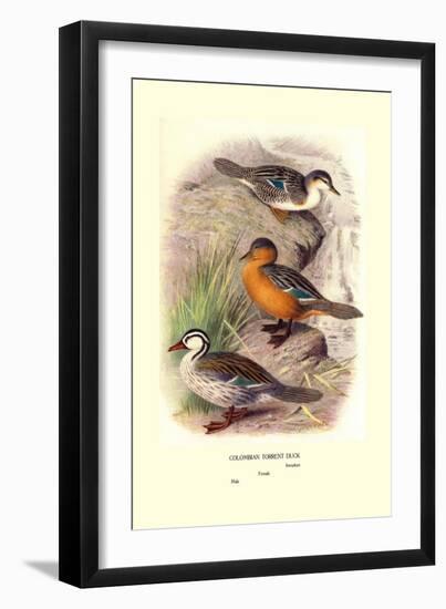 Colombian Torrent Ducks-Henrick Gronvold-Framed Art Print