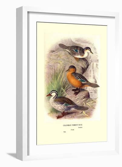 Colombian Torrent Ducks-Henrick Gronvold-Framed Art Print