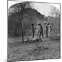 Colonel Afsurul Mulk on a Tiger Hunt, India, 1900s-null-Mounted Giclee Print