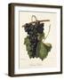 Colonel Fallet Grape-A. Kreyder-Framed Giclee Print