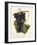 Colonel Fallet Grape-A. Kreyder-Framed Giclee Print