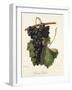 Colonel Fallet Grape-A. Kreyder-Framed Giclee Print