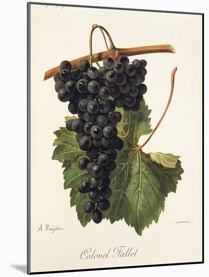 Colonel Fallet Grape-A. Kreyder-Mounted Giclee Print