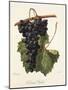 Colonel Fallet Grape-A. Kreyder-Mounted Giclee Print