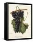 Colonel Fallet Grape-A. Kreyder-Framed Stretched Canvas