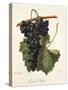 Colonel Fallet Grape-A. Kreyder-Stretched Canvas