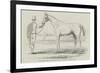 Colonel Peel's Orlando, the Winner of the Derby-null-Framed Giclee Print