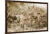 Colonel Percy Harrison Fawcett (1867-1925) in Brazil, 1925-English Photographer-Framed Photographic Print