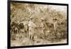 Colonel Percy Harrison Fawcett (1867-1925) in Brazil, 1925-English Photographer-Framed Photographic Print