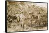 Colonel Percy Harrison Fawcett (1867-1925) in Brazil, 1925-English Photographer-Framed Stretched Canvas