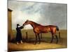 Colonel Udny's Bay Colt Truffle by Sorcerer Held by a Groom, 1815-Abraham Cooper-Mounted Giclee Print