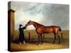 Colonel Udny's Bay Colt Truffle by Sorcerer Held by a Groom, 1815-Abraham Cooper-Stretched Canvas