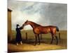 Colonel Udny's Bay Colt Truffle by Sorcerer Held by a Groom, 1815-Abraham Cooper-Mounted Giclee Print