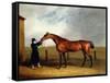 Colonel Udny's Bay Colt Truffle by Sorcerer Held by a Groom, 1815-Abraham Cooper-Framed Stretched Canvas