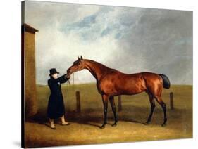 Colonel Udny's Bay Colt Truffle by Sorcerer Held by a Groom, 1815-Abraham Cooper-Stretched Canvas