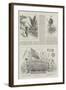 Colonial and Indian Exhibition, New Guinea-null-Framed Giclee Print