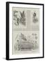 Colonial and Indian Exhibition, New Guinea-null-Framed Giclee Print