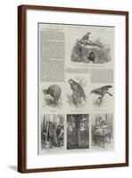 Colonial and Indian Exhibition, New Zealand-null-Framed Giclee Print