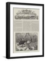 Colonial and Indian Exhibition, Queensland-null-Framed Giclee Print