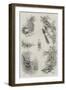 Colonial and Indian Exhibition, the Indian Empire-Amedee Forestier-Framed Giclee Print