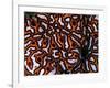 Colonial Sea Squirt-Andrea Ferrari-Framed Photographic Print