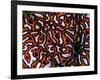 Colonial Sea Squirt-Andrea Ferrari-Framed Photographic Print