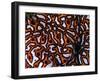 Colonial Sea Squirt-Andrea Ferrari-Framed Photographic Print