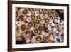 Colonial zoanthids colony on a coral reef, Fiji, Pacific Ocean-David Fleetham-Framed Photographic Print