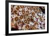 Colonial zoanthids colony on a coral reef, Fiji, Pacific Ocean-David Fleetham-Framed Photographic Print