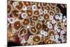 Colonial zoanthids colony on a coral reef, Fiji, Pacific Ocean-David Fleetham-Mounted Photographic Print