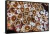 Colonial zoanthids colony on a coral reef, Fiji, Pacific Ocean-David Fleetham-Framed Stretched Canvas