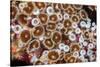 Colonial zoanthids colony on a coral reef, Fiji, Pacific Ocean-David Fleetham-Stretched Canvas