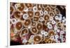 Colonial zoanthids colony on a coral reef, Fiji, Pacific Ocean-David Fleetham-Framed Photographic Print