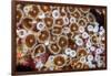 Colonial zoanthids colony on a coral reef, Fiji, Pacific Ocean-David Fleetham-Framed Photographic Print