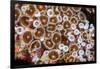 Colonial zoanthids colony on a coral reef, Fiji, Pacific Ocean-David Fleetham-Framed Photographic Print