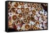 Colonial zoanthids colony on a coral reef, Fiji, Pacific Ocean-David Fleetham-Framed Stretched Canvas