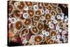 Colonial zoanthids colony on a coral reef, Fiji, Pacific Ocean-David Fleetham-Stretched Canvas