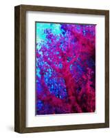 Colonies of Halcyons Kingfishers-Andrea Ferrari-Framed Photographic Print