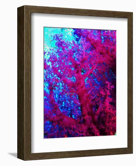 Colonies of Halcyons Kingfishers-Andrea Ferrari-Framed Photographic Print