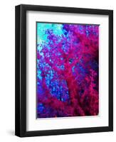 Colonies of Halcyons Kingfishers-Andrea Ferrari-Framed Photographic Print