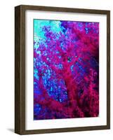 Colonies of Halcyons Kingfishers-Andrea Ferrari-Framed Photographic Print