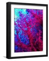 Colonies of Halcyons Kingfishers-Andrea Ferrari-Framed Photographic Print