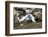 Colony of black-browed albatross mother feeding a chick (Thalassarche melanophris), Saunders Island-Michael Runkel-Framed Photographic Print