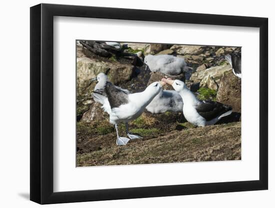 Colony of black-browed albatross mother feeding a chick (Thalassarche melanophris), Saunders Island-Michael Runkel-Framed Photographic Print